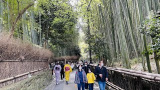 【4K】Kyoto Walk🇯🇵/Arashiyama/嵐山/桜/京都/散歩