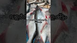 ഇഷ്ട്ടം ആണോ ഈ മീനിനെ 😍 #tamil #tamilsong #music #song #rap #trending #ktnifishcentre #fishing