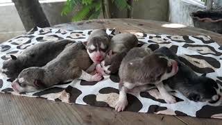 Newborn siberian husky puppies