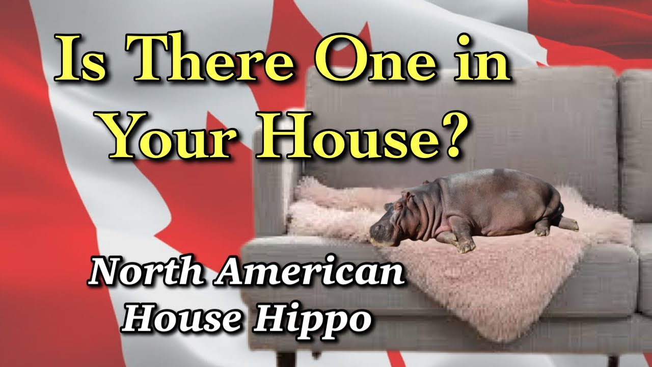 Canada’s Iconic House Hippo - YouTube