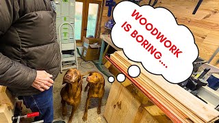 Woodworking is boring……More Hilarious Hungarian Vizsla Outtakes from the Small Workshop.