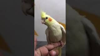 Adorable Fully Tamed Lutino Cockatiel: Perfect Pet Bird! #shorts #cockatielbird #pune