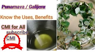 Punarnava /Galijeru Uses/Benefits/Preparation for Medical use #punarnava #medicinal plants #galijeru