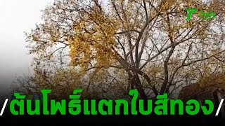 ฮือฮา! ต้นโพธิ์แตกใบสีทองอร่าม | 10-02-63 | ข่าวเช้าหัวเขียว