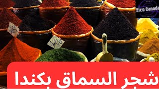 كل ما تحتاج معرفته عن شجرة السماق في كندا: فوائد واستخدامات مذهلة#الحياة_في_كندا #شجره مفيدة بكندا