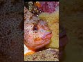 world cutest and clumsiest fish animals marineecosystems facts lumpsucker