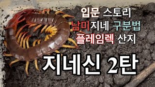 [2편]지네신 입문 스토리 그리고 남미지네 성별 구분법과 플레임렉 산지별로 보고 가실게요!