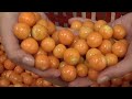 the life of golden berry｜planting growing and harvesting uchuva in modern agriculture