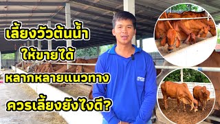 อยากเลี้ยงวัวต้นน้ำให้ขายได้หลายทางควรเลี้ยงยังไงดี ? | คริปนี้มีคำตอบ…