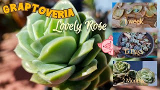 Graptoveria Lovely Rose🌷|| Fast Growing?? || Propagation \u0026 Care Tips