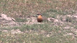 Indian Courser