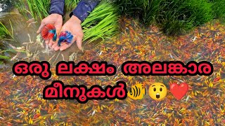 ഒരു ലക്ഷം😲അലങ്കാര മീനുകൾ🐠ഉള്ള പാടം😍 | Found ornamental fishes in paddy field😍😍