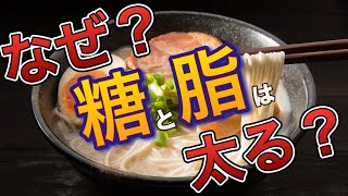 【ダイエット】なぜ？糖と脂を摂り過ぎると太ってしまうのか‼️