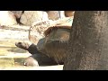 huge tortoise in nehru zoological park in hyderabad hyderabad zoo