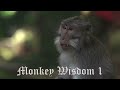 Monkey Wisdom 1