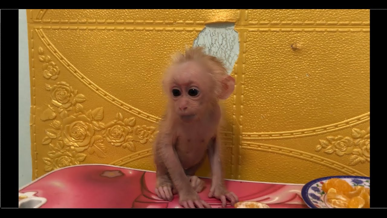 Baby Monkey Bella Drinking Milk Youtube