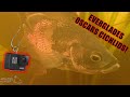 Underwater Video of Oscar Cichlids in the Florida Everglades