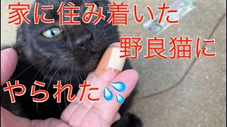 ‼️野良猫にやられた💦‼️　家に住み着いた野良猫とのんびり猫時間😊