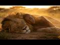 YOU CAN FINALLY BREATHE | African Healing Music for Deep Sleep | 528Hz Somatic Release