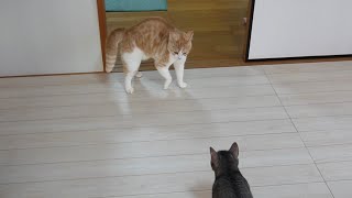 やんのかステップ猫にもこんな可愛い一面あります【スコティッシュフォールド】【アビシニアン】