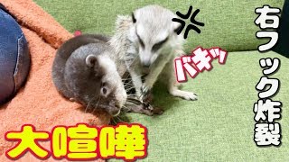 カワウソとミーアキャットが大喧嘩！その結果は？！【しゃもじ】【モナカ】