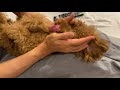 愛犬の歯磨きしてますか？我が家の歯磨きルーティン！【トイプードルそぼろ＆ニコ】