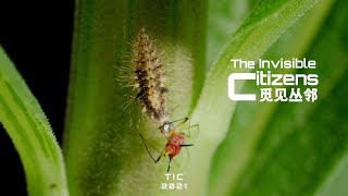 Aphid Lion: Ruthless Killer That Can Eat Over 100 Aphids in 1 Day | The Invisible Citizens