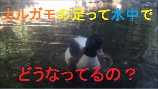 カルガモの足って水中でどうなってるの？State of the foot of spot-billed duck in water!