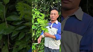 Tác dụng thần kì của cây mắc mật ngoài việc làm gia vị mà không ai biết đến
