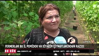 ŞƏMKİRDƏ FERMERLƏR BU İL POMİDOR VƏ XİYARIN QİYMƏTLƏRİNDƏN RAZIDI