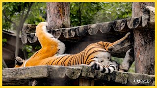 어흥! 이렇게 귀여운 뒷모습은 누꿍~?!｜봉화 백두대간수목원 호랑이숲｜Baekdudaegan National Arboretum Tiger Forest