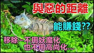 【吳小珍】移除沒錢賺~也不是為了賺錢喔！一路上最美的風景，就是結識到的在地友人! 不用把移除的人~高尚化! 但也別~妖魔化了! ( iguana removal lizard berburu 綠鬣蜥)