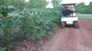 Vegetable Garden -- Picking Okra the easy way