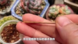 多肉植物的徒长之谜：原因与对策