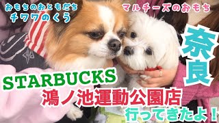 【マルチーズ】奈良 ドライブ STARBUCKS スタバ 奈良鴻ノ池公園店 行ってきたよ チワワのくうちゃんとはじめまして【おもち】