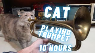 Cat Playing Trumpet 10 Hours