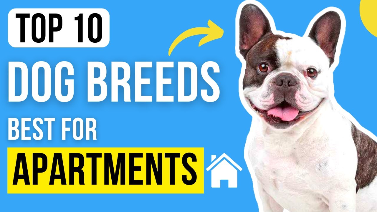 Top 10 Dog Breeds For Apartments | Best Dog Breeds For Apartments - YouTube