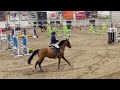 slf 12 24 pebbles z mare 2019 by piece of cake m