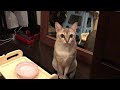 かわいい猫 シンガプーラ ご飯②