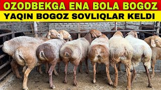 OZODBEKGA 150 TA ENA BOLA BOGOZ SOVLIQLAR KELDI