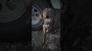 2023.9 何かくだせ〜 #weimaraner #ワイマラナー #dog #小ぶりな大型犬 #shorts