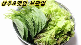 상추\u0026깻잎 보관법 오래두고 먹어도 상하지 않고 싱싱하게 보관하고 먹을 수 있는 방법 /엄마밥상매일/ 한식/한국인 필수음식/