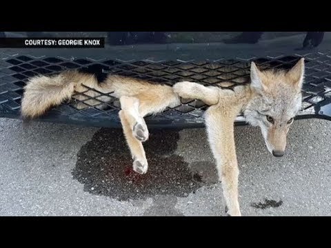 Coyote Survives Getting Stuck In Front Of Vehicle In Alberta - YouTube