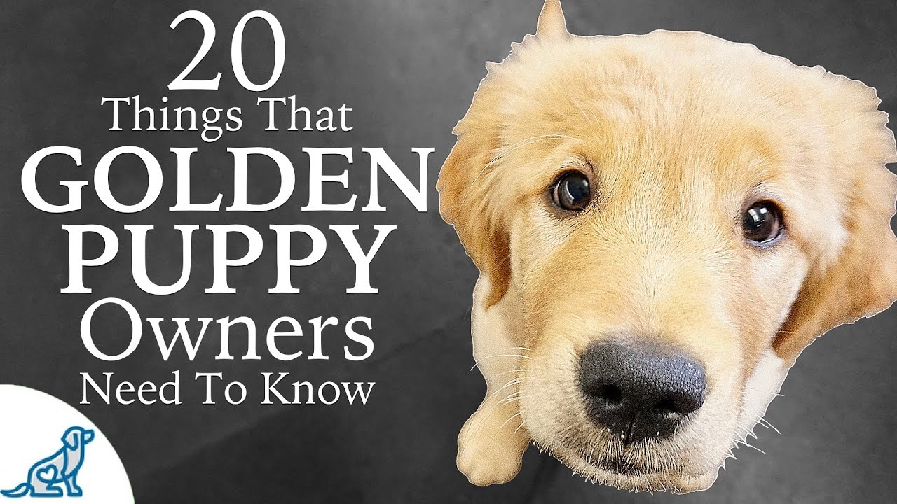 Golden Retriever Puppy First Week Home - Professional Dog Training Tips ...