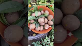 Chekoo first harvesting in my terrace garden😋 ಮೊದಲ ಫಸಲು ನಮ್ಮ ತಾರಸಿ ತೋಟದ ಸಪೋಟ 😋