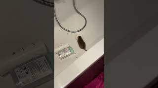 Rat dans le bain #rat #souris #nuisibles #dératisation #désinsectisation