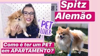 COMO É TER UM PET EM APARTAMENTO - Tudo sobre a raça SPITZ ALEMÃO