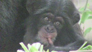 カズミと生後2か月の赤ちゃんチンパンジー35 Kazumi \u0026 2 month old baby chimpanzee