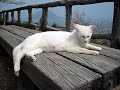 cat enjoys cherry blossom too