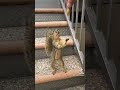 #Squirrel jumping off the roof for a snack (episode 10) #squirrel #dogs #cats #animals #shorts